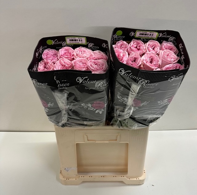 Rosa ec pink ohara VL.jpg